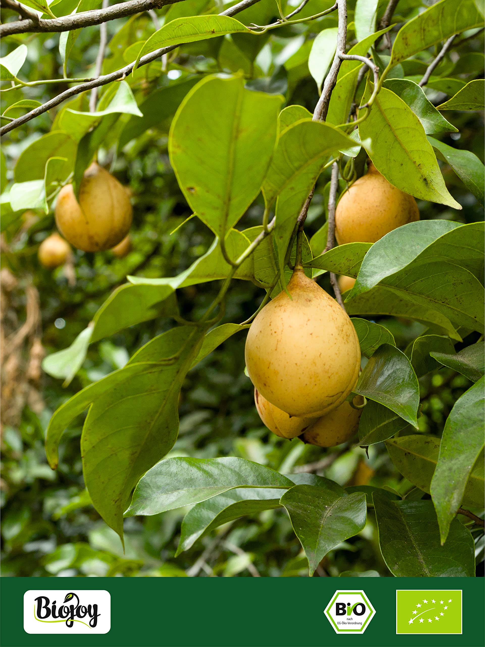 Biojoy Noce Moscata in Polvere BIO (500 g), Noce Moscata macinata, Spezia cruda e naturale (Myristica fragrans)