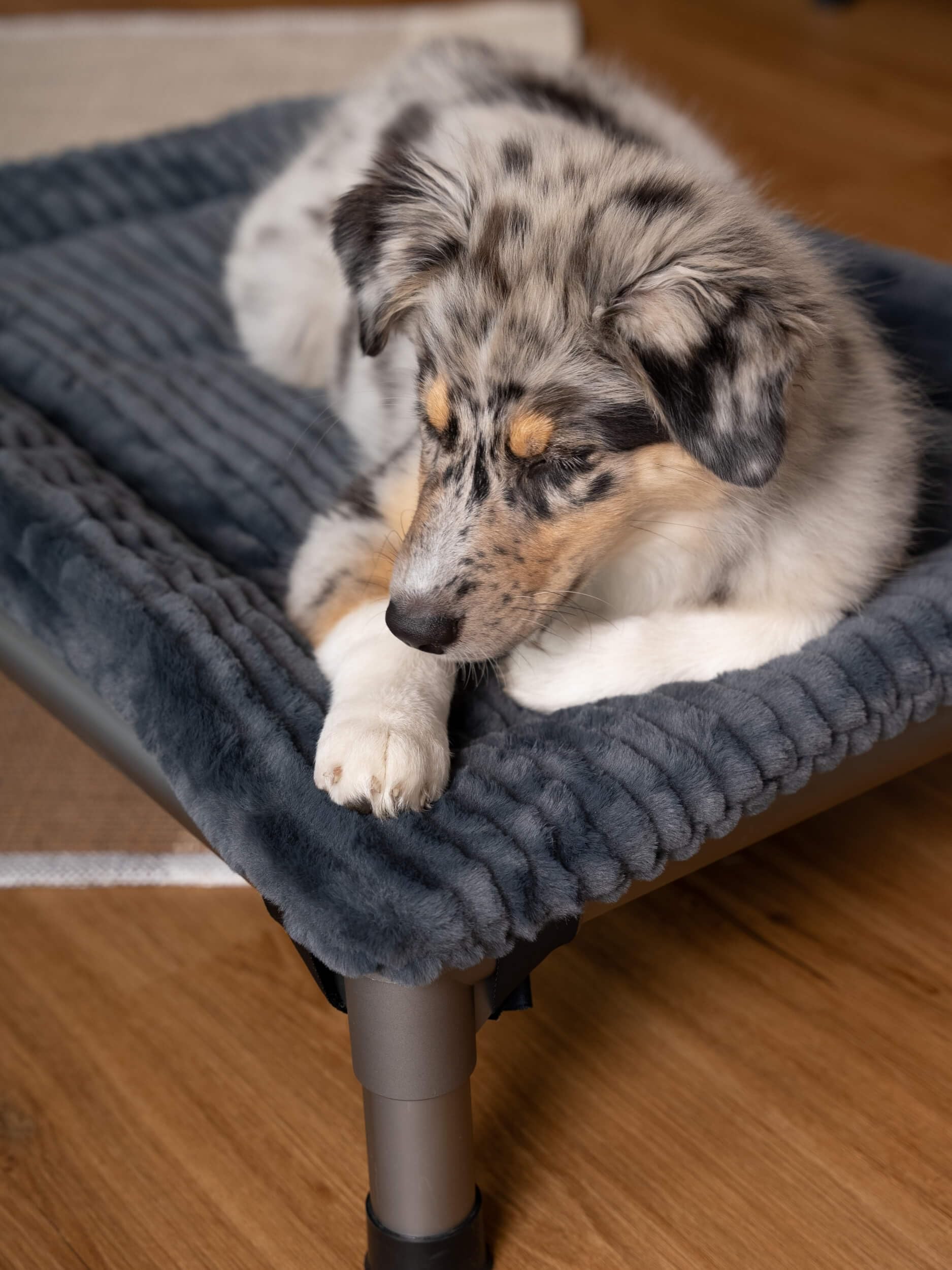 TrendPet Harmony 4cm gefütterte Hundedecke HighBed (90x70cm)