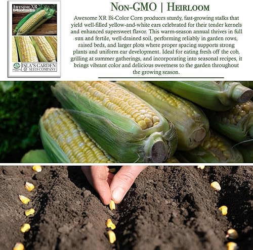 Miniatura 3 de Semillas de maíz dulce bicolor "Awesome XR" para plantar, más de 50 semillas por paquete, semillas de jardín de Isla (semillas de jardín de Isla)