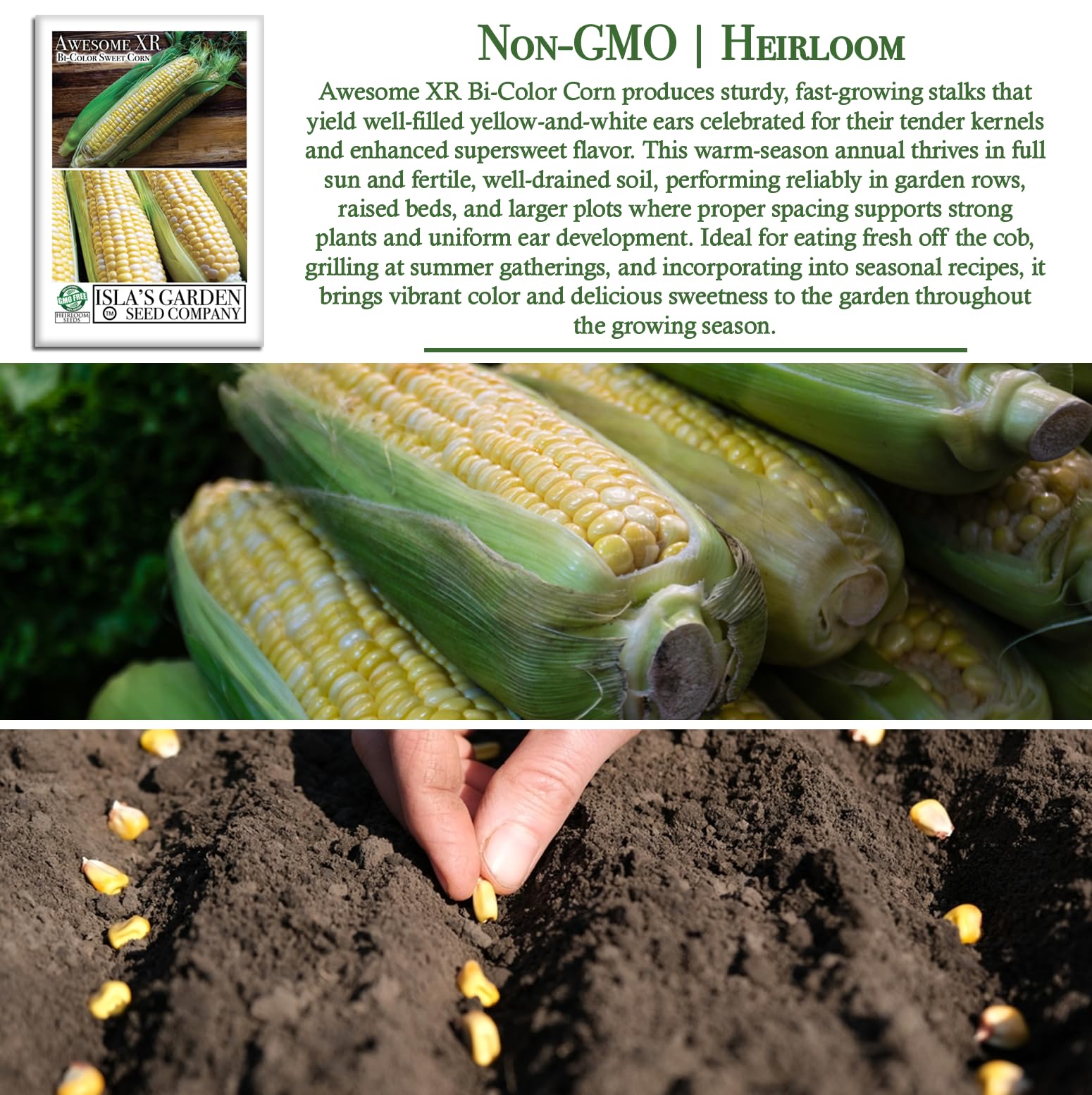 Amazon.com : Awesome XR Bi-Color Sweet Corn Seeds (Zea mays)– 50+