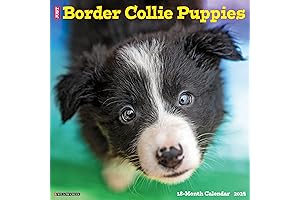Willow Creek Press Border Collie Puppies Monthly 2024 Wall Calendar (12"x12")