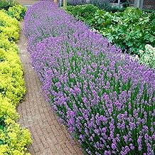 Bloomique - Lot de 6 - Lavandula Angustifolia - Plante de lavande - Plantes de jardin - Résistante au gel - 15-20 cm de haut - Motte 7 cm