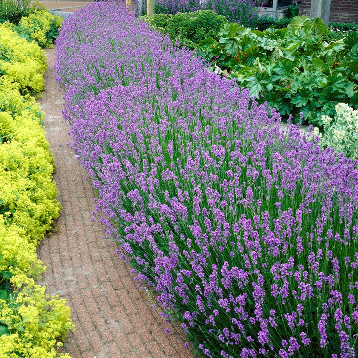 Bloomique - Set de 18 - Lavandula angustifolia - Planta de lavanda - Plantas de jardín - Resistente al frío - Altura 15-20 cm - Cepellón 7 cm