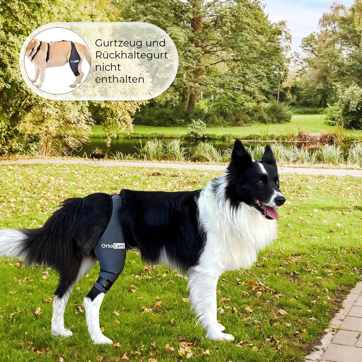 Ortocanis - Kniebandage Hund Hinterbein für das Linke Bein - Hergestellt aus Neopren ARD - Bei Kreuzbandriss, Bänderverletzungen, Patellaluxation oder Osteoarthritis - Größe Medium (11,5-12,2")