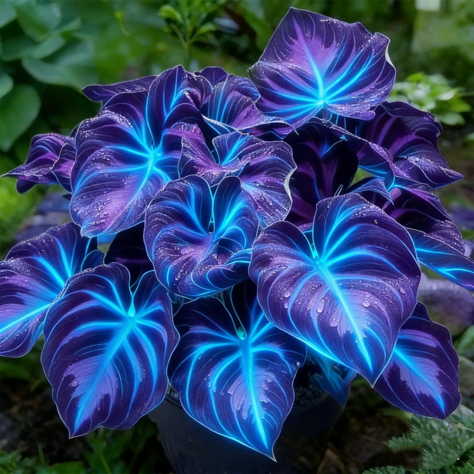 Radiant Hosta Bulbs Perennial UK, Rare and Beautiful Hostas Rhizome in Bulk,Planting for Stunning Garden Displays-6 Bulbs-E