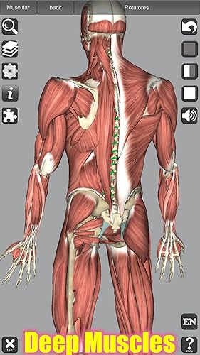 3D Anatomy