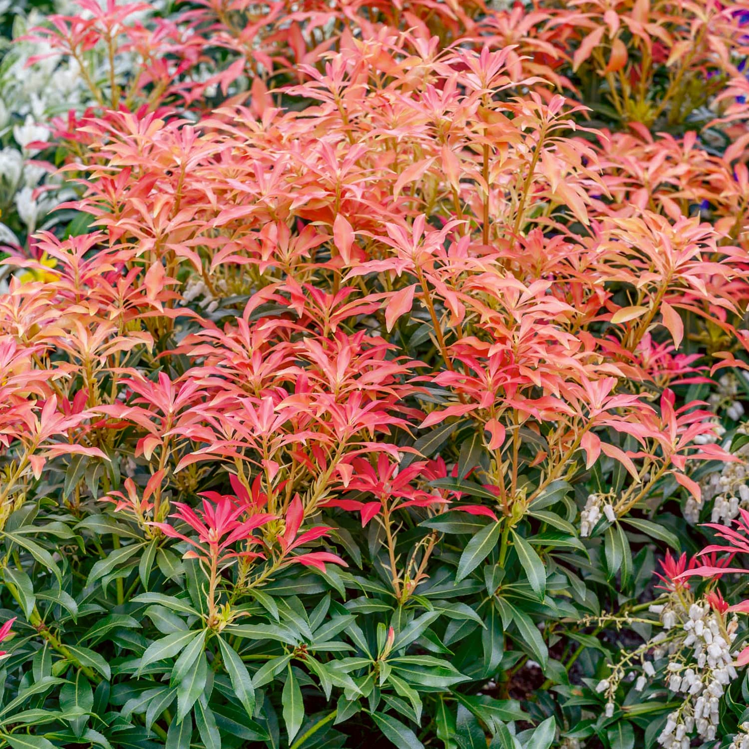 Elixir Gardens 1 x Pieris Mountain Fire (4.5L Pot) | Fully Established Hardy Evergreen Flowering Shrubs & Bushes for Borders, Patios & Planters | Rhododendron, Viburnum, Nandina & More