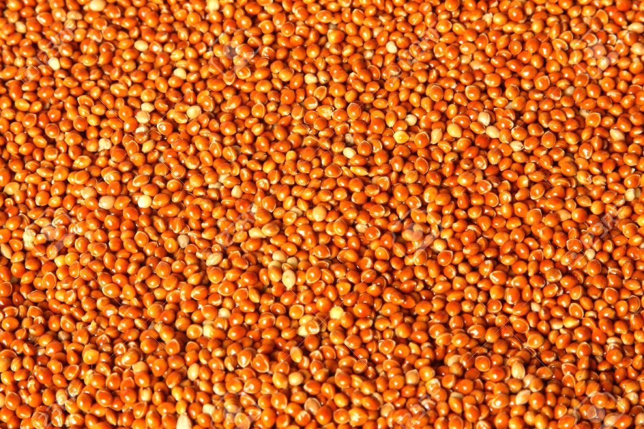 Red Millet I Finger Millet Seeds 500 Grams Bird Food, High Protin & Fiber Bird Feeding Seeds-image-39