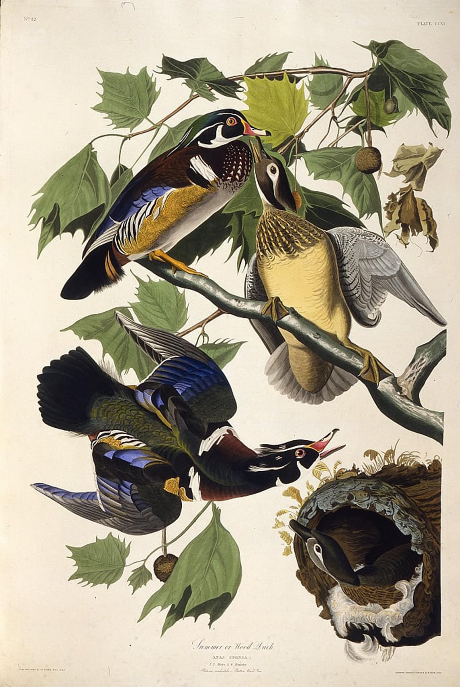 SERENDIPITP Vintage Picture Print on Canvas Wall Art Poster the Wood Duck From the Birds of America by John Jame Audubon Artwork Print Poster for Wall Decor 60x90cm