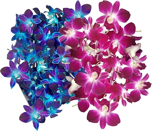 Miniatura 35 de Miami Fresh Orchid Flower OrchidClub USA Sunne Tropical Loose Bloom DIY Lei Food Drink Decoración (50 morado)