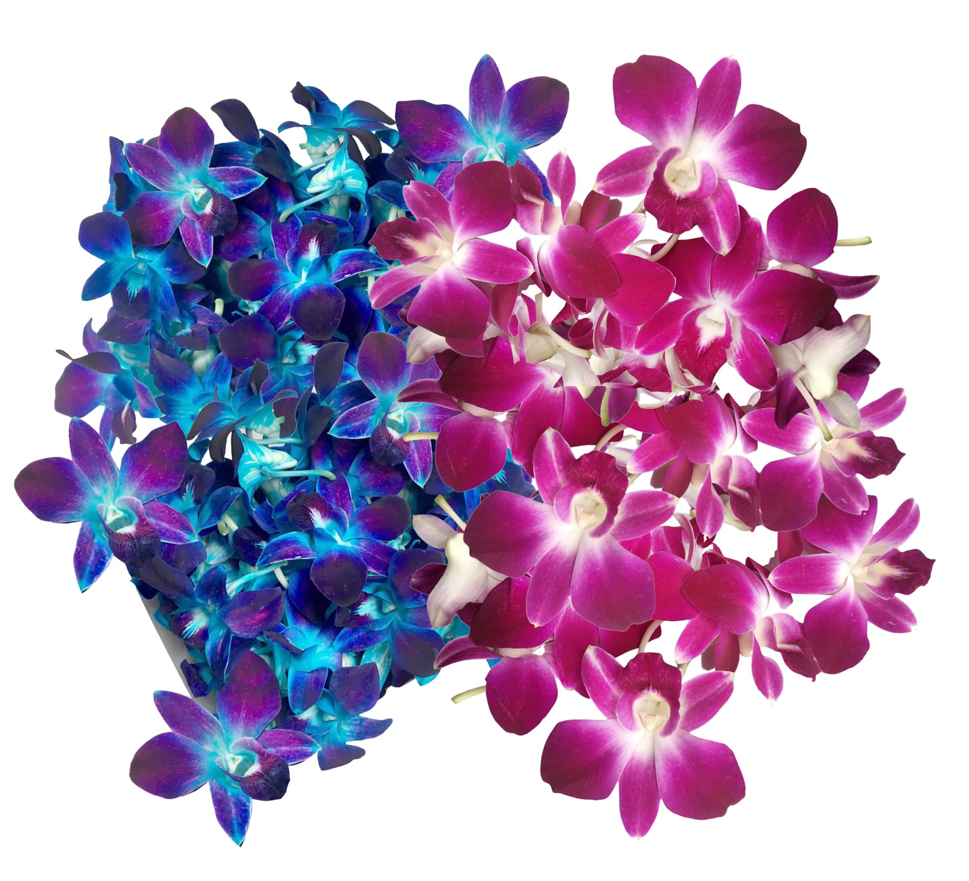 Fresh Orchid Flower OrchidClub USA Sunne Tropical Loose Bloom DIY Lei Food Drink Decoration 50/50 (Blue - Purple)