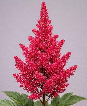 Red False Spirea, Japanese Astilbe, Goats Beard, False Goatsbeard, Goats Beard 25 Bare Root Plants