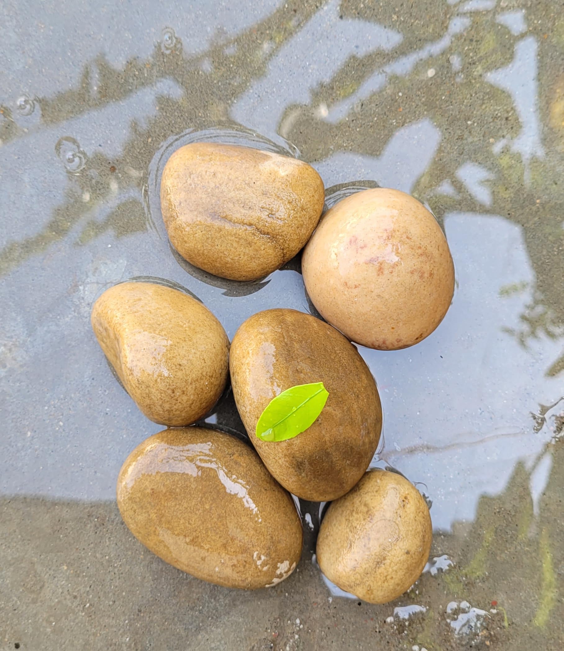 RM Natural River Stone | Pack of 6pcs | Decorative for Home, Fountain, Vase Fillers, Scatter, Wedding, Aquarium | Flat Smooth Stones | Landscaping Gardening Space Filler | Painting Stone | Cream-image-28