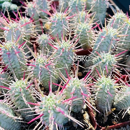 Miniatura 2 de Plantas de cactus vivas (maceta de 2 pulgadas Euphorbia Mammillaris Variegata)