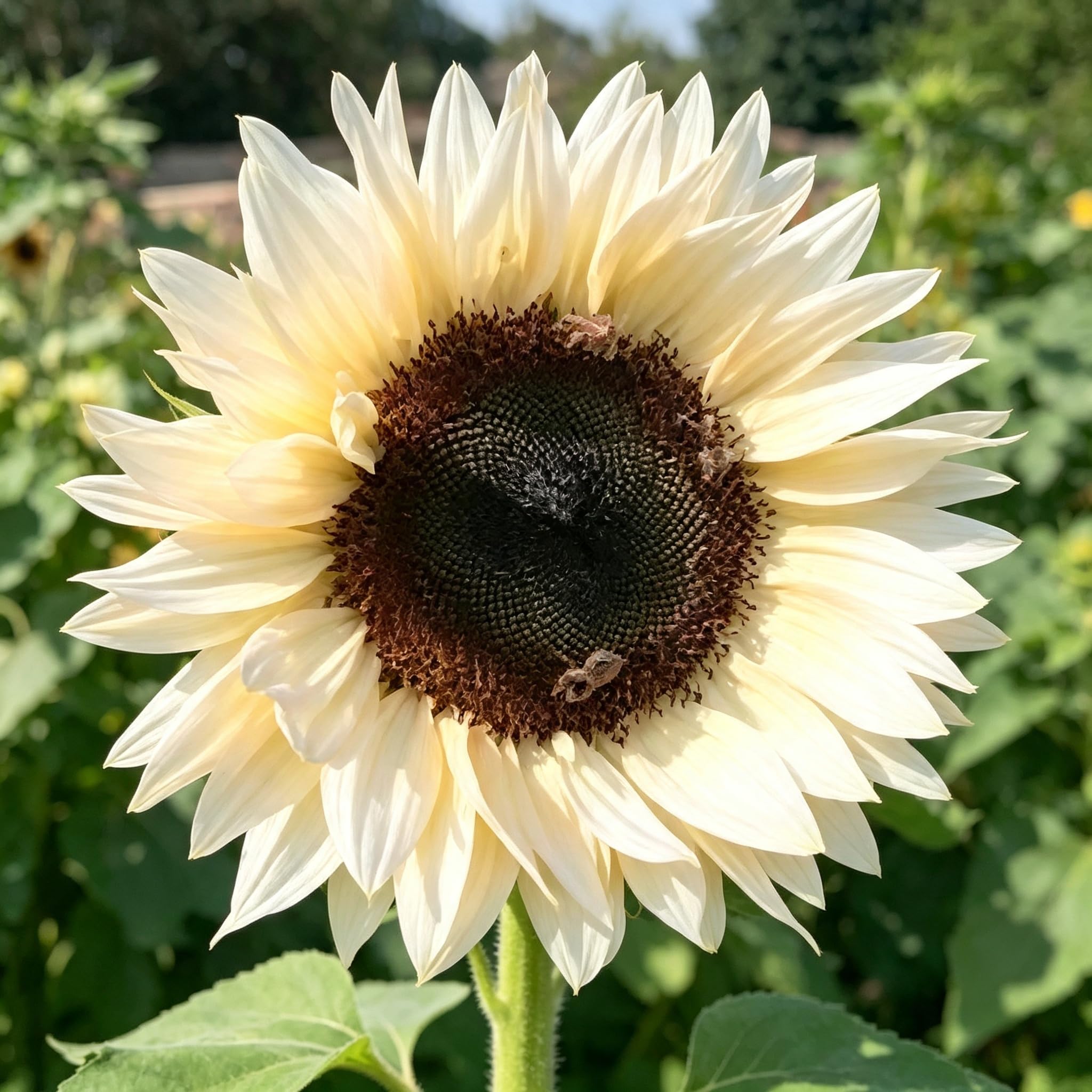 Teddy Bear Sunflower Seeds-Hardy Perennial,Excellent Display,Thrives