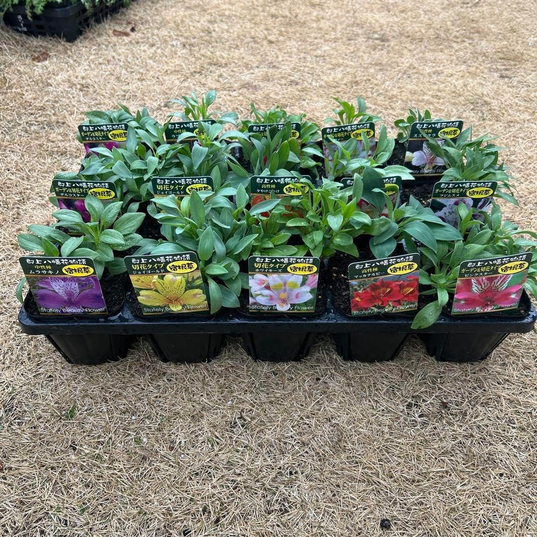 アルストロメリア苗 アルストロメリア 15苗アルストロメリアの苗