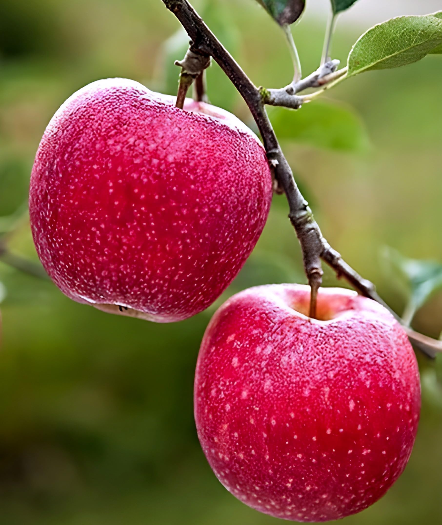 SEILOZBUNIA FARM - Original HRMN-99 Variety Sweet Apple Plant Hybrid Grafted Plant For Hot Climate/Hot Weather-From Shimla-Himachal Pradesh Plant For Home Garden Healthy Live Plant(Granted Blooming) (B0CYSLXT68) Amazon Price History, Amazon Price Tracker