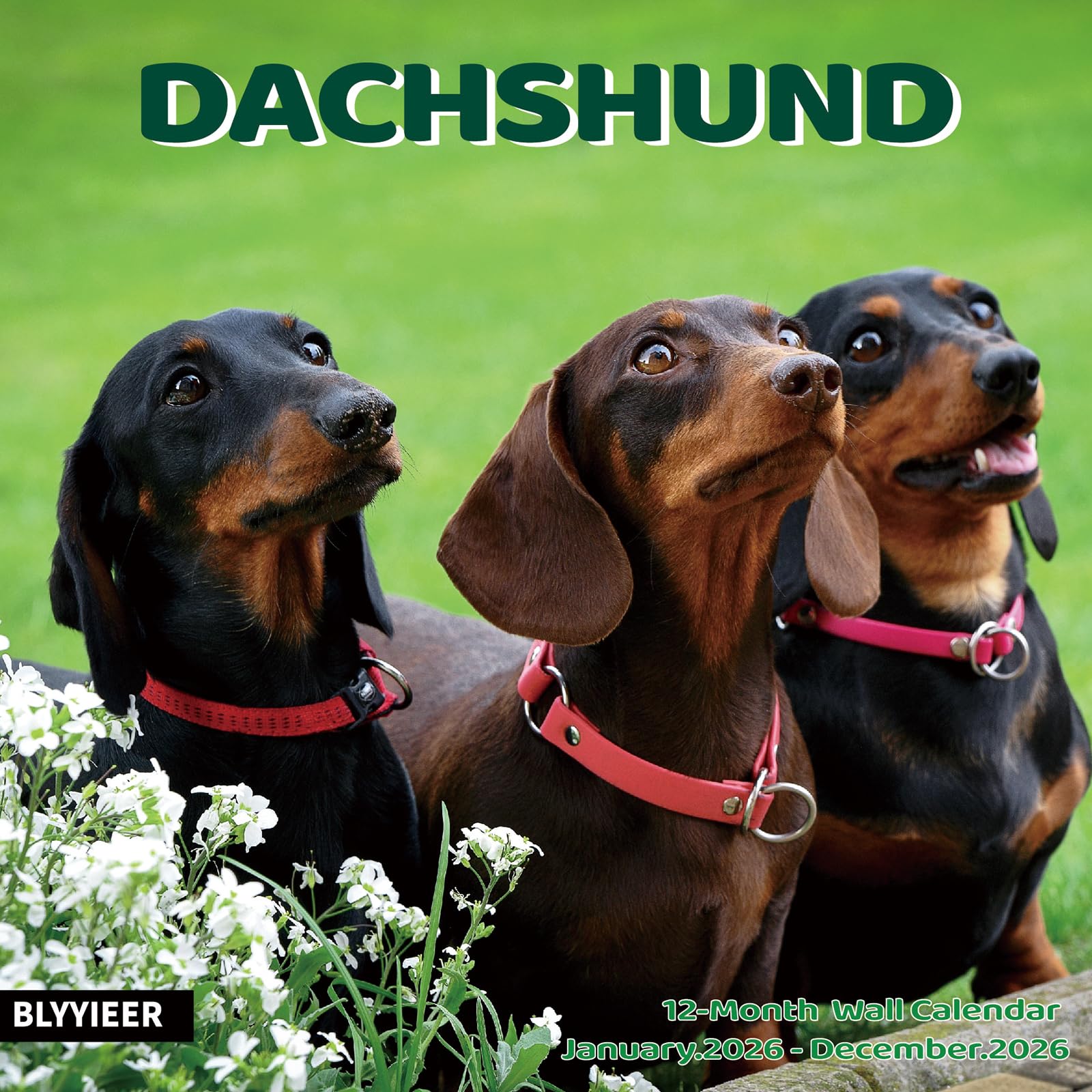 2025-2026 Wall Calendar,Dachshund Wall Calendar, 12" x 24" Open,Family Planner Calendar Organizer with Dachshund Images, for Dogs Lovers