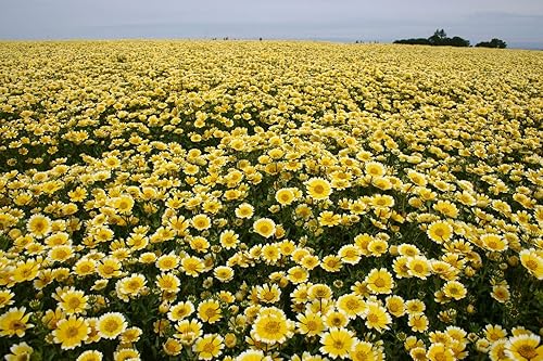 Miniatura 3 de Tidy Tips Flower Seeds, 500+ Seeds Per Packet, Yellow-and-White Tipped Layia, (Isla's Garden Seeds), Non GMO & Heirloom Seeds, Botanical Name: Layia