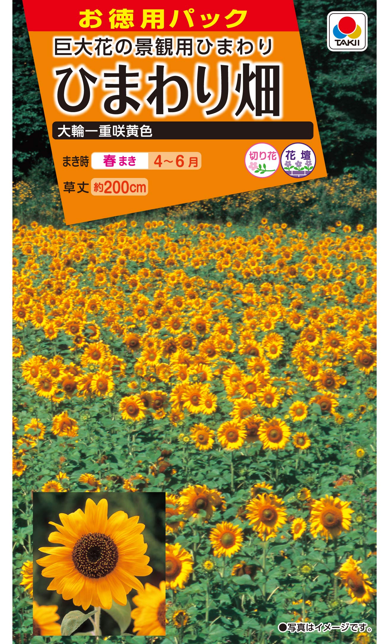 Amazon | タキイ種苗(Takii Shubyo) 徳用 ひまわり畑 大輪一重咲