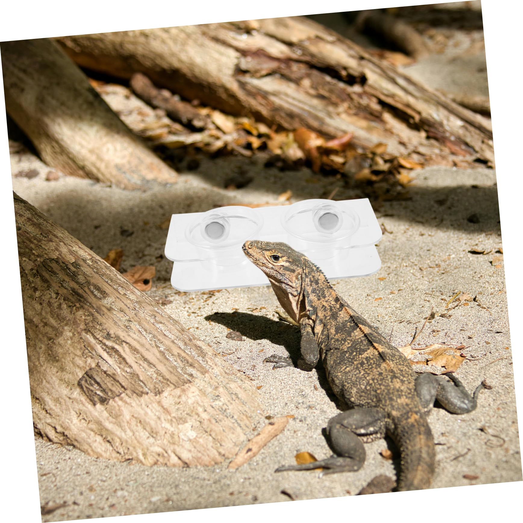 INOOMP 4juegos Contenedor De Alimentación Magnético para Reptiles Comedero y Bebedero De Transparente para y Pequeños Reptiles Incluye Tazas Fácil De Limpiar y Duradero