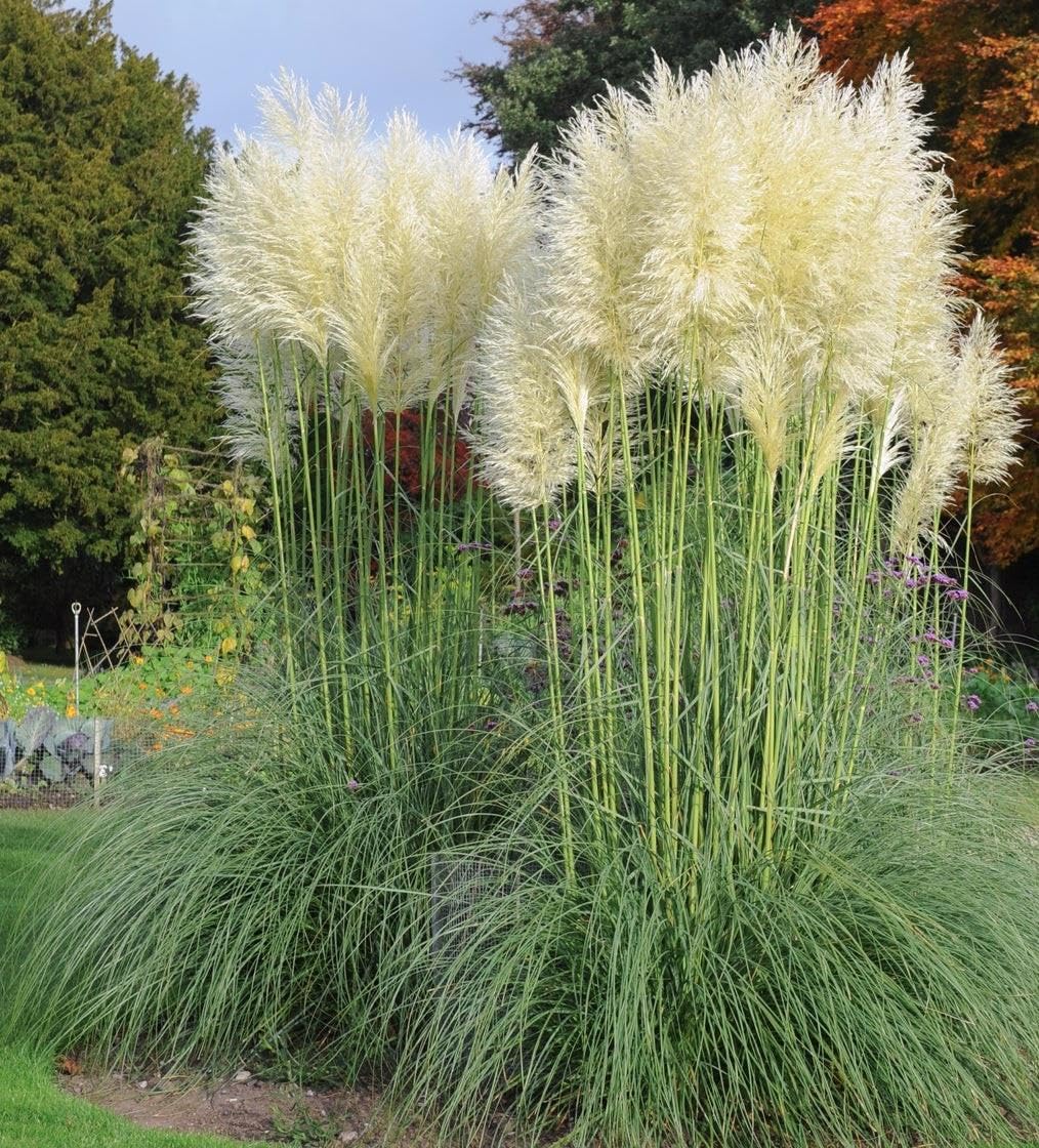 Direct Plants Cortaderia Selloana White Pampas Grass Extra Large Plant 3-4ft Supplied in a 7.5 Litre Pot