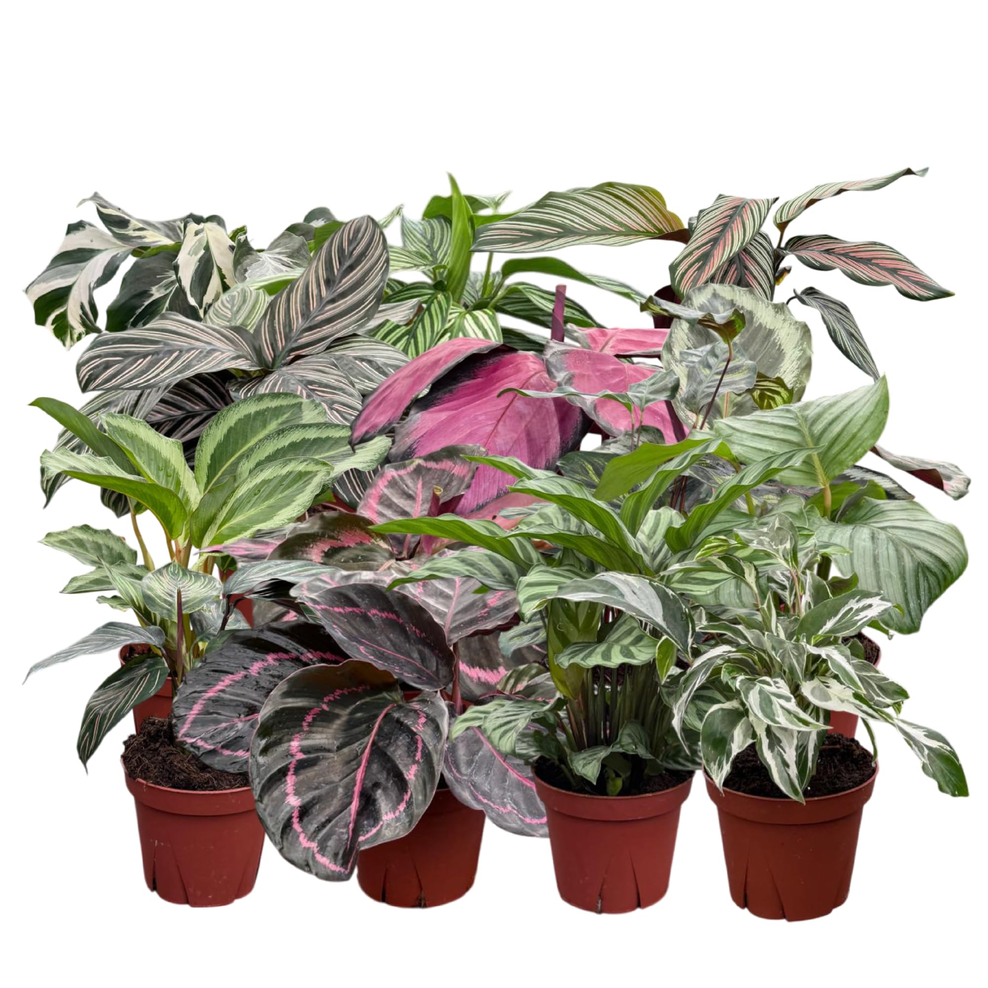 Calathea Assorted Collection (4-Pack)