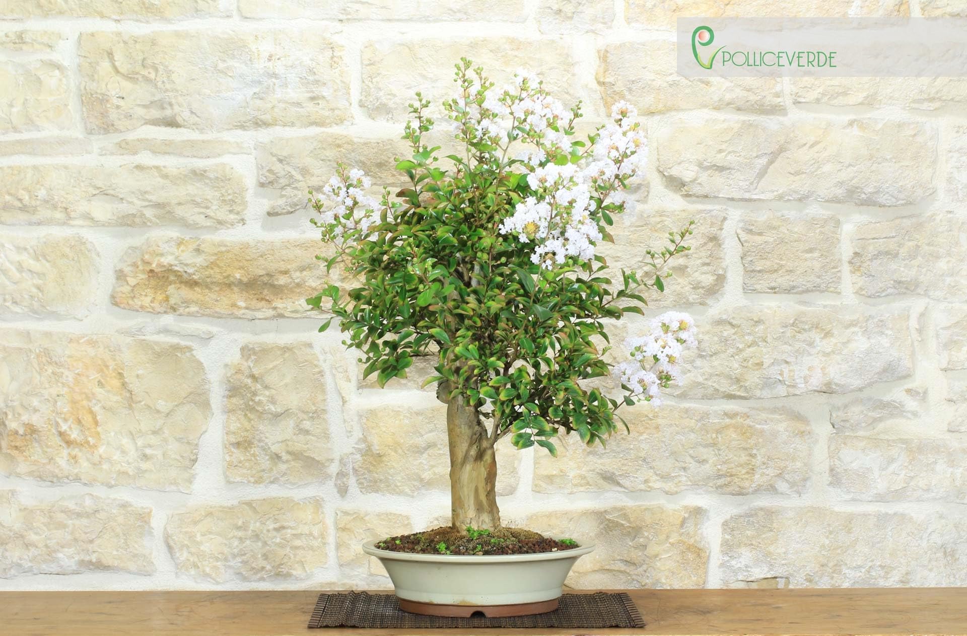 Bonsái de Lagerstroemia (42)