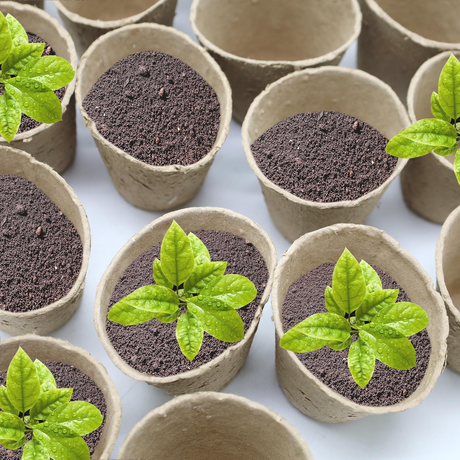 60 Piezas Pequeñas macetas de semillas de fibra biodegradables para plántulas con 120 Etiquetas de Plantas de Plástico