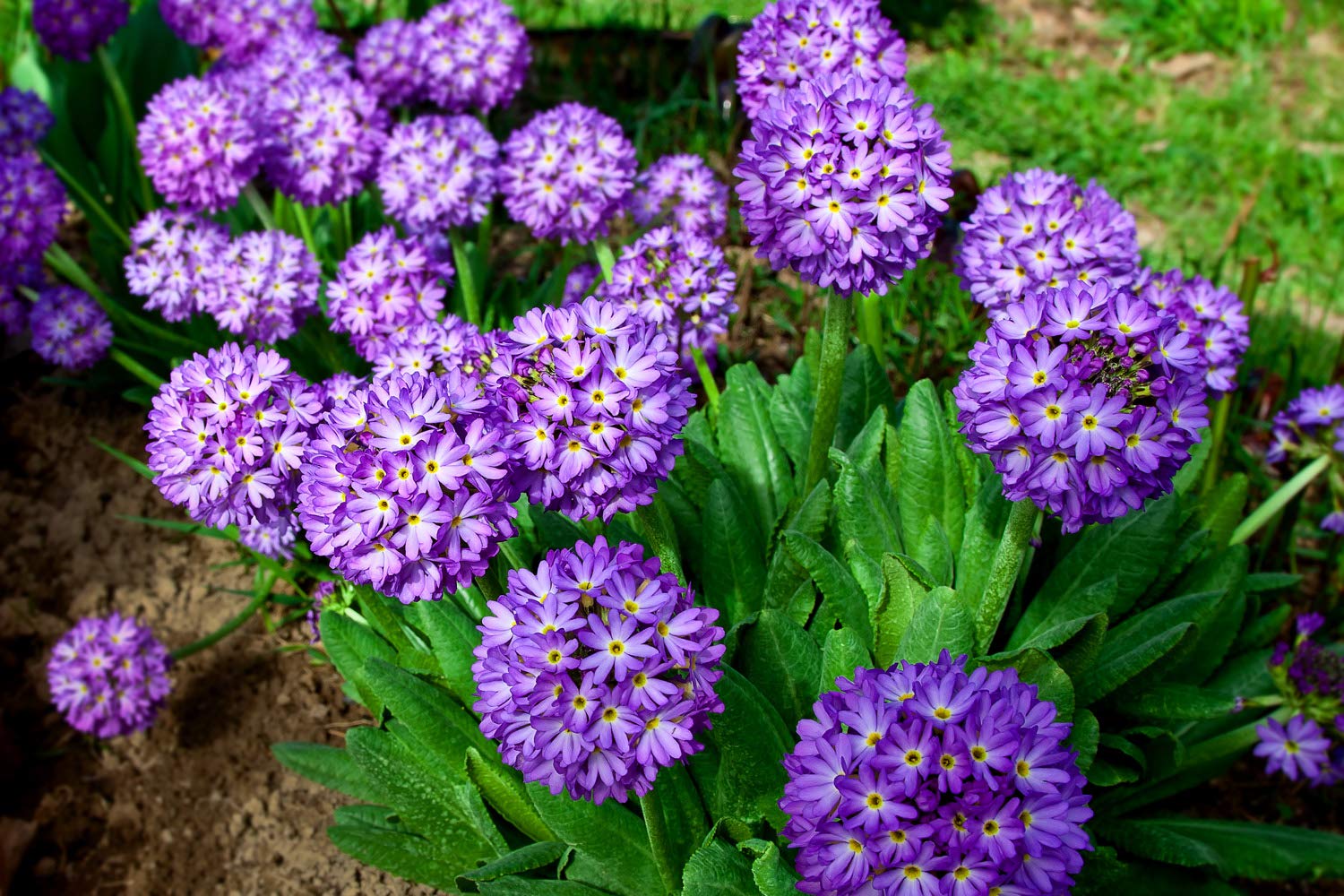 Primula Denticulata 'Blue Selection' 50 Seeds, Drumstick Primula,
