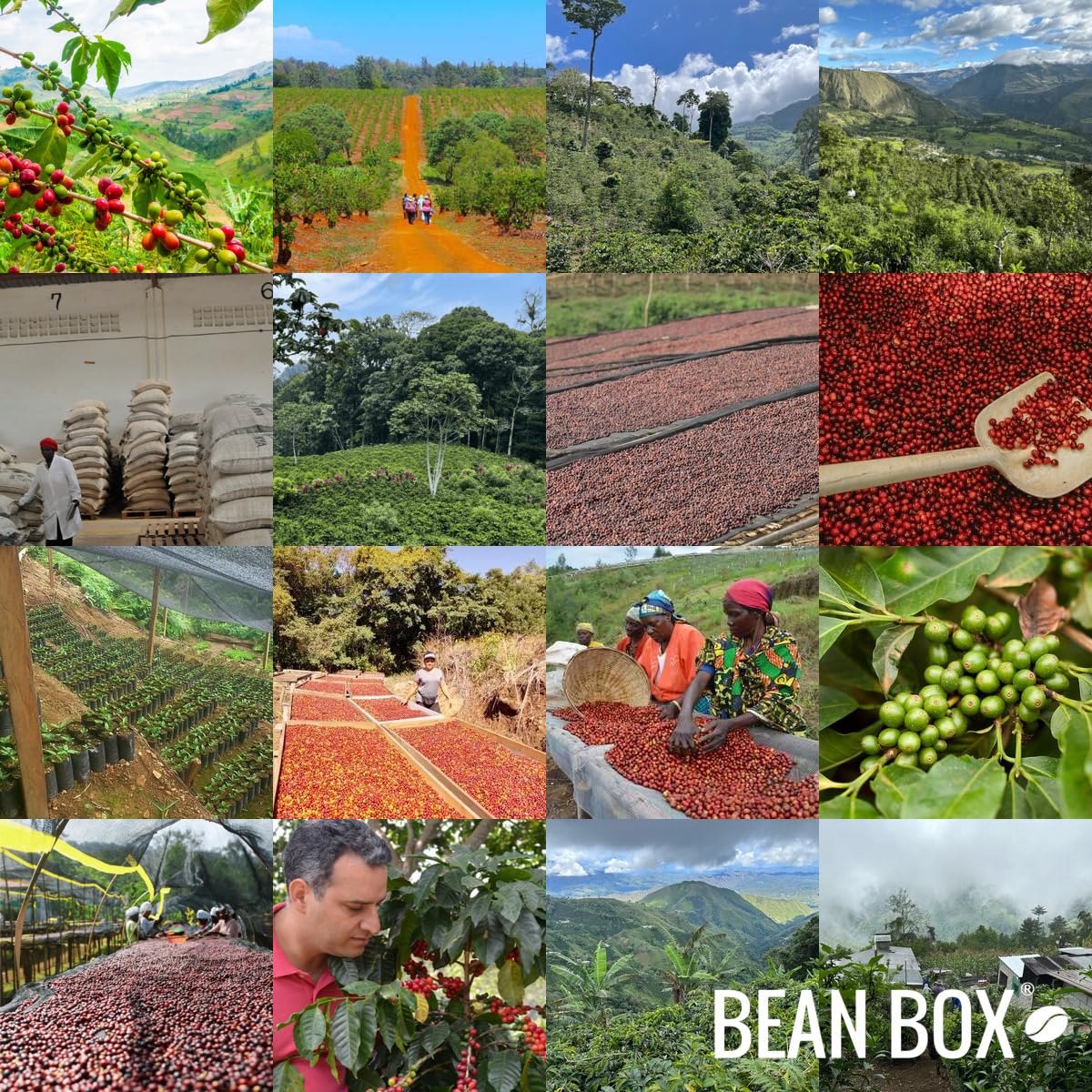 Tigerwalk Espresso - Roasted by Equator Coffees - Whole Bean Coffee - 2 Pound Bag