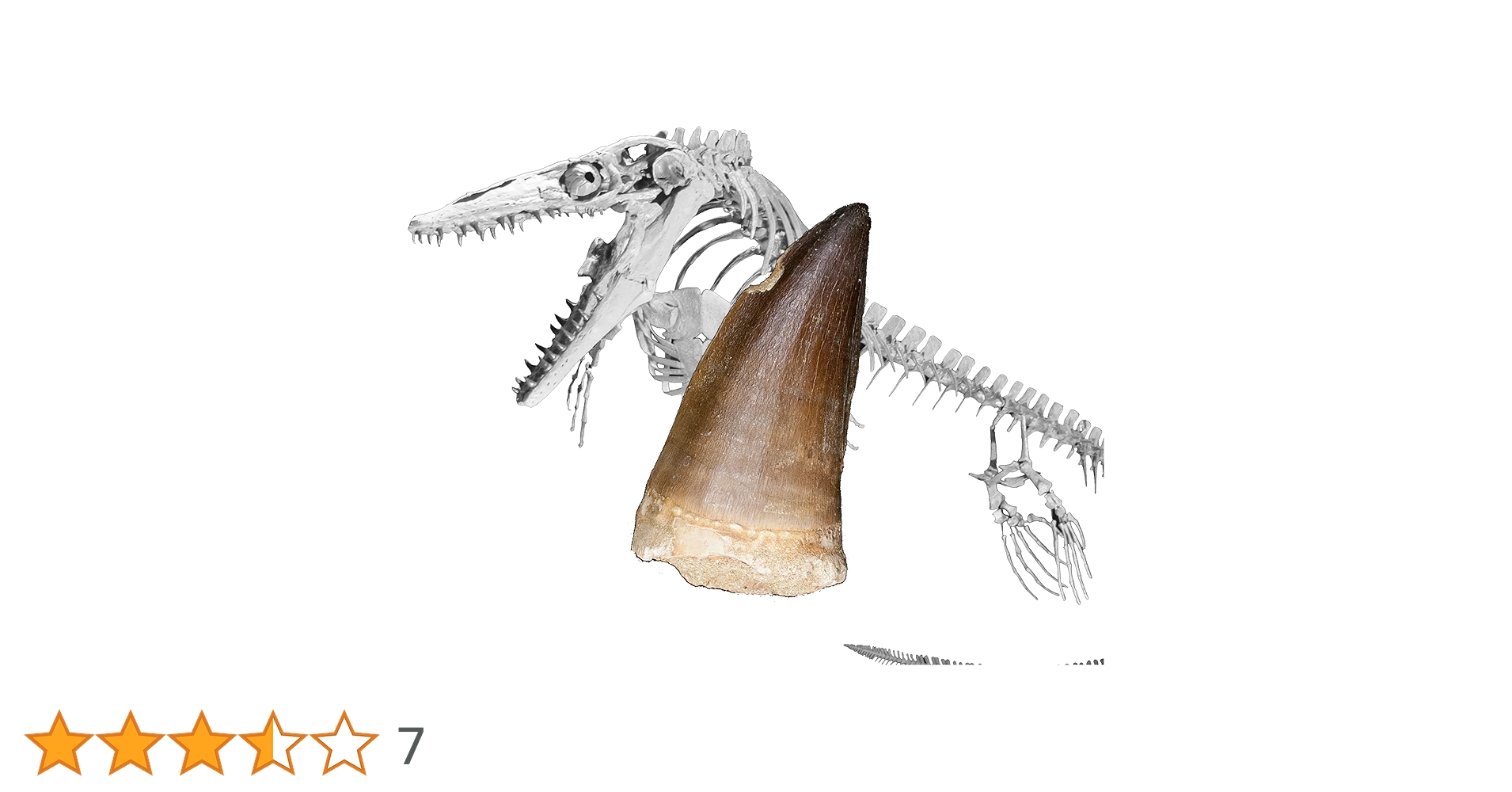 化石まとめ売り メガロドンの歯 モササウルスの歯 獣脚類の歯欠片 他 81HpRoUVqtL.jpg_BO30,255,255,