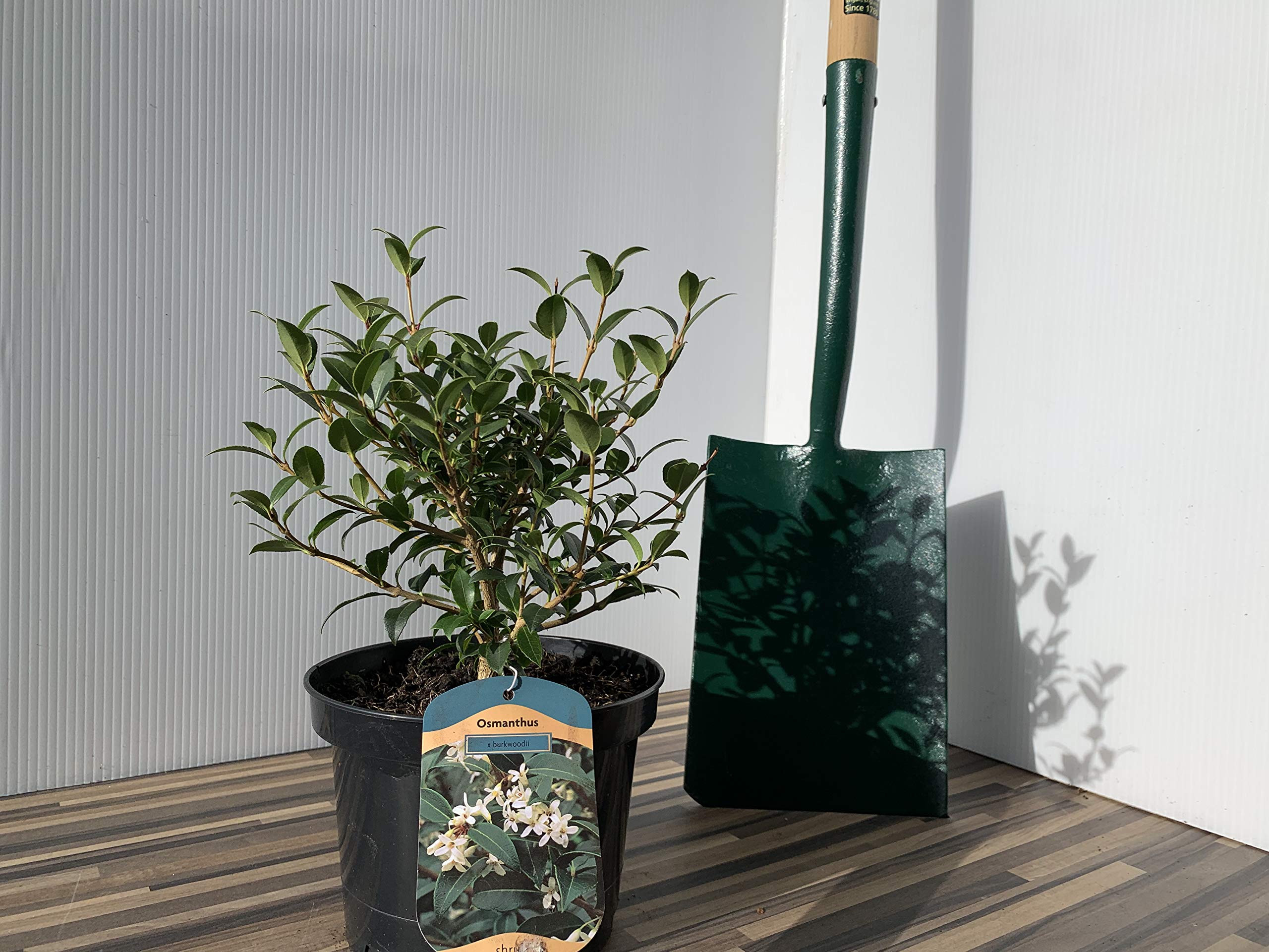 Osmanthus Burkwoodii Supplied in a 3 Litre Pot