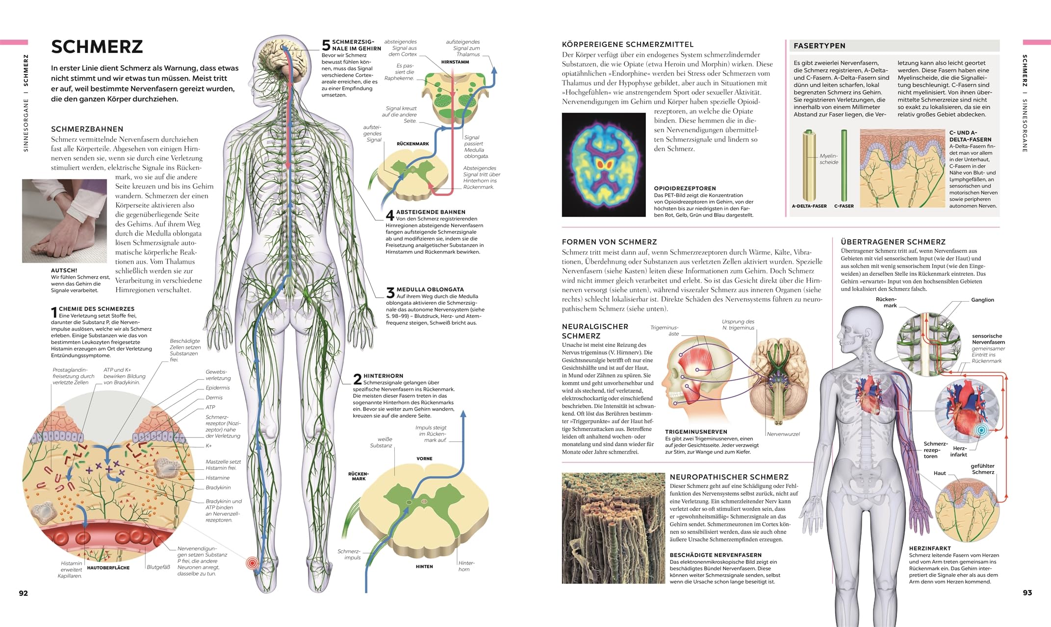 Das Gehirn: Anatomie, Sinneswahrnehmungen, Gedächtnis, Bewusstsein, Störungen. Aktualisierte Neuausgabe