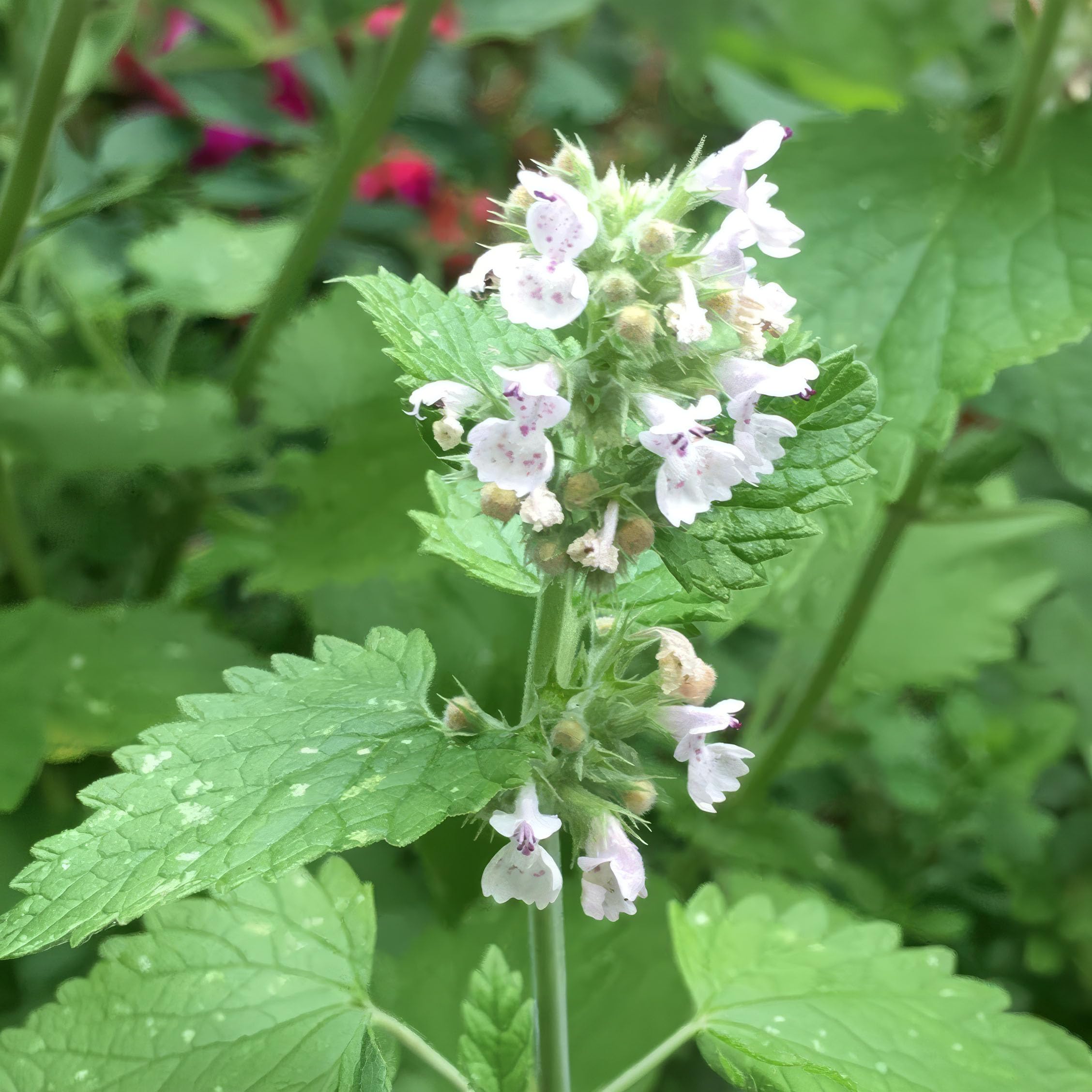 Plant Theory Set of 3 Catnip Herb Plant Nepeta Cataria 9cm Pot