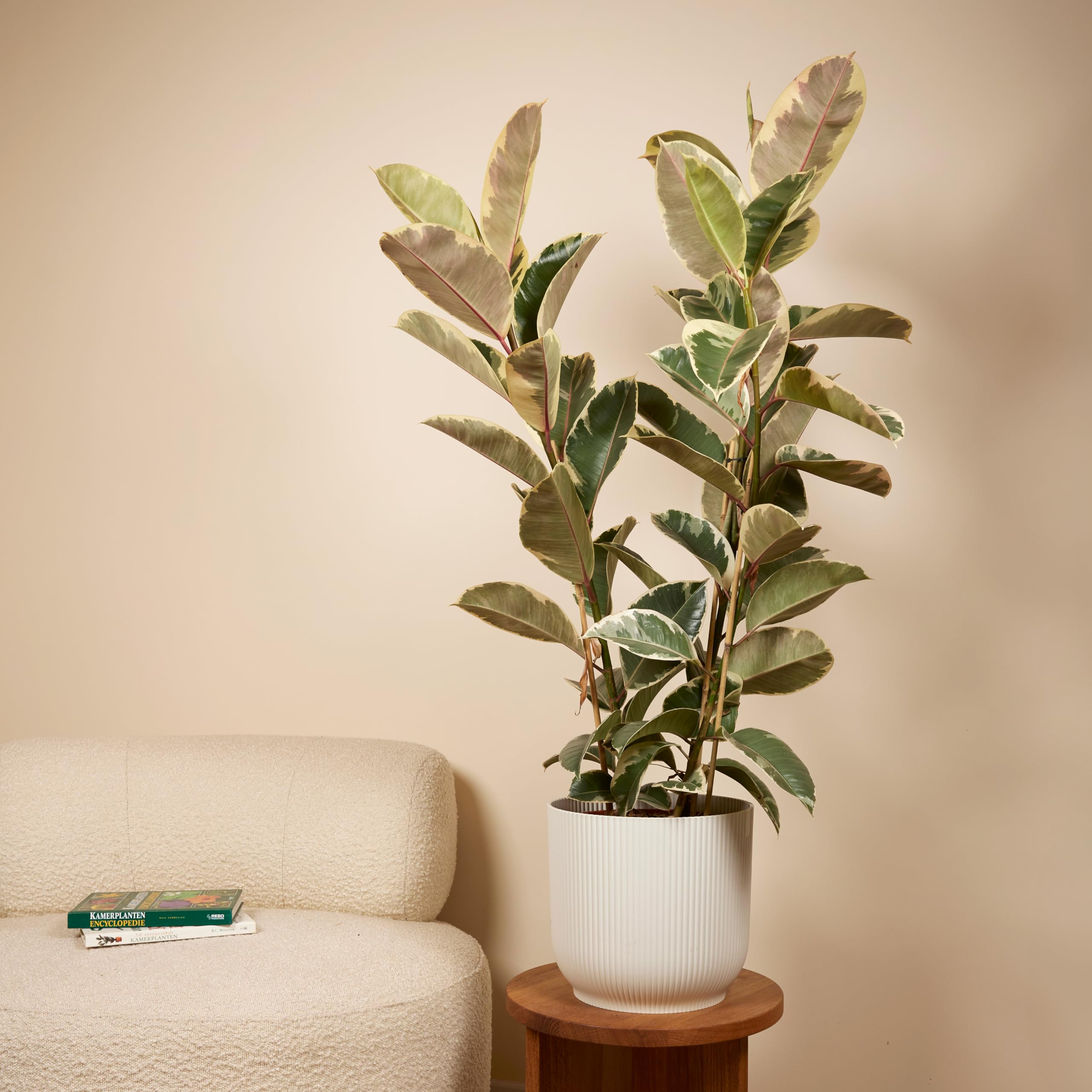 Bloomique - Ficus Elastica Tineke - Gummibaum - Zimmerpflanzen - Luftreinigend - Höhe 90-110 cm - Topf 27