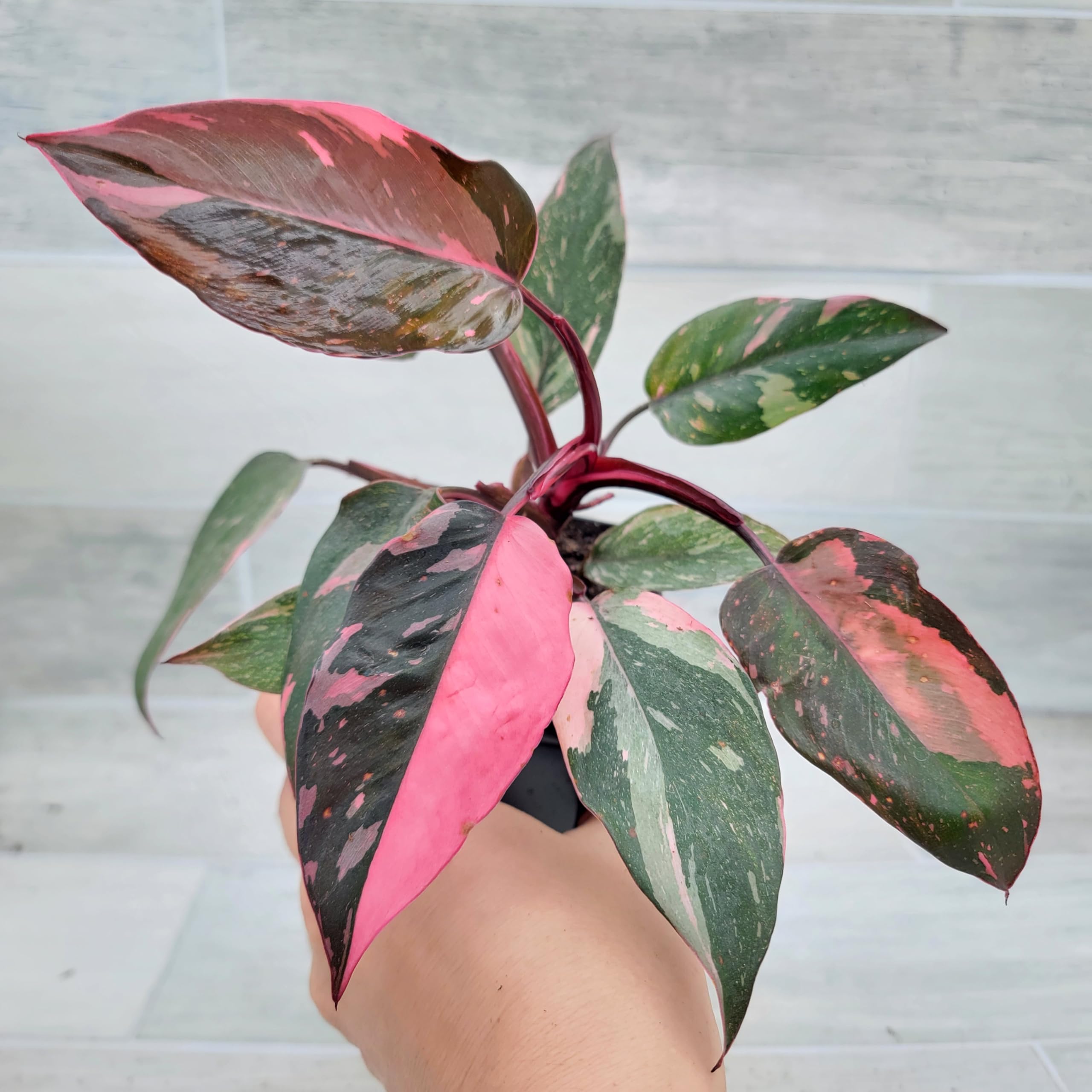 Philodendron Pink Princess – Rare Variegated Aroid | 3″ Fully Rooted Live Indoor Houseplant | Exotic Tropical Foliage | Easy-Care Decorative Plant for Home or Office