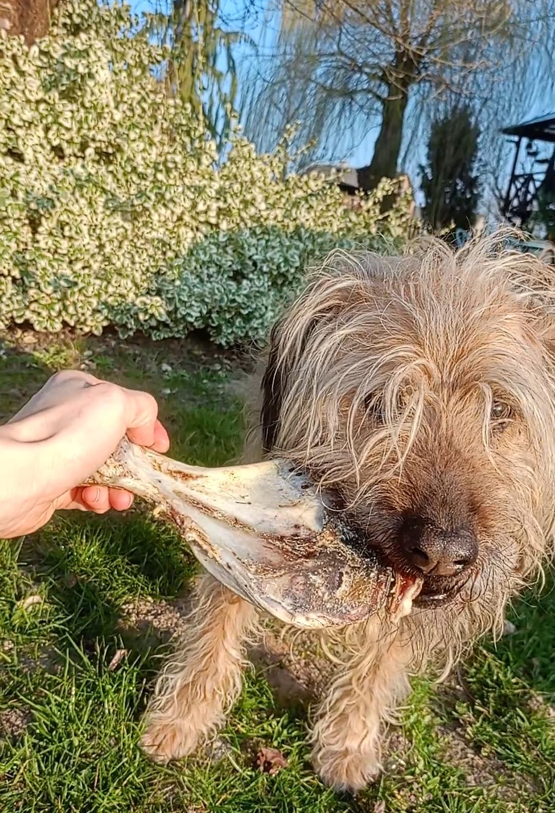 Os à mâcher pour chien de grande taille 5 kg Os de chien Os de porc omoplate friandises pour chien