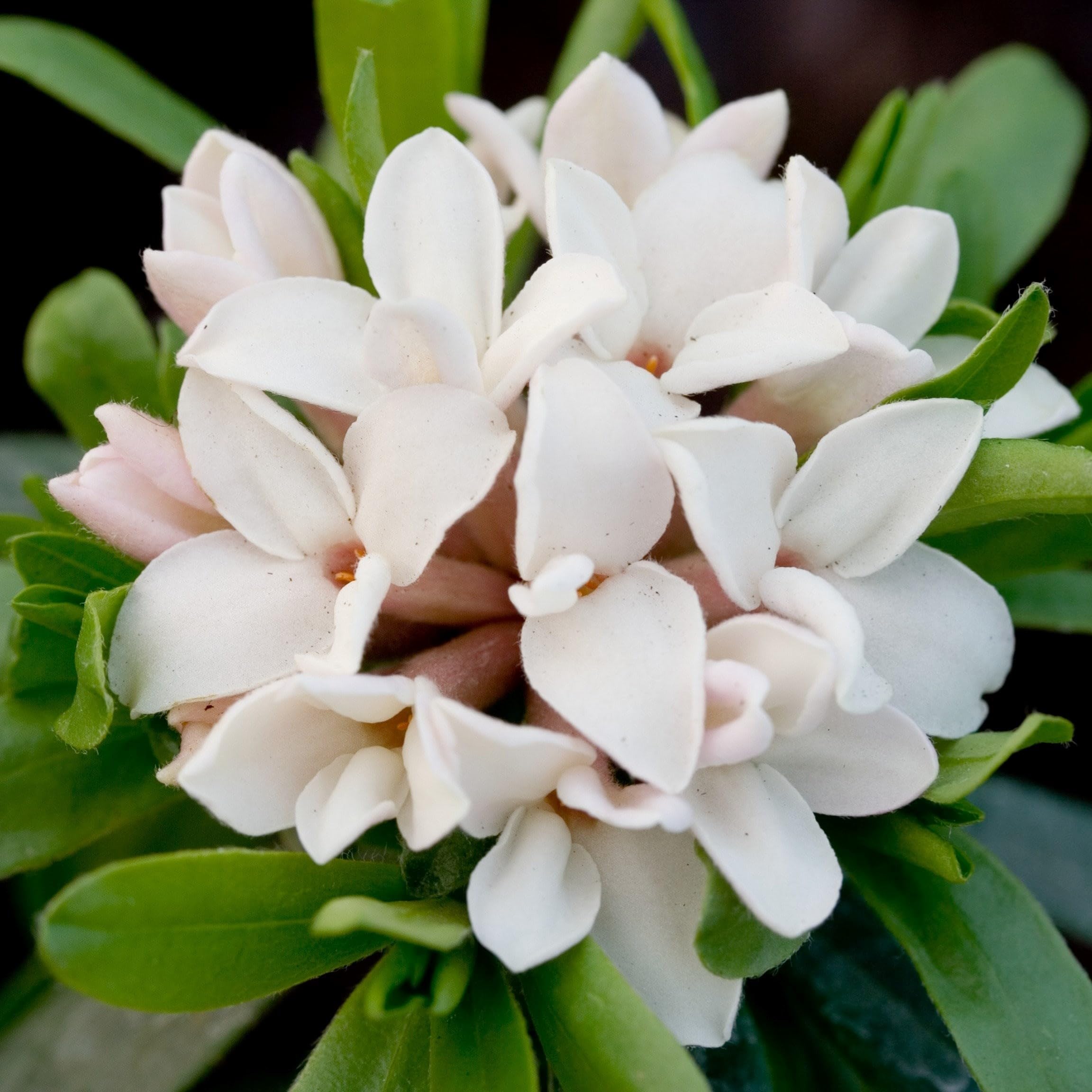 Plant Theory Eternal Fragrance Daphne Daphne x Transatlantica Shrub Plant 2L Pot