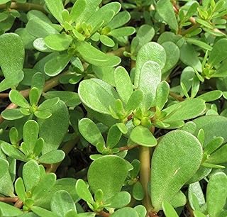 Germination Seeds: Organic Golden Purslane (Verdolaga) Seeds - 2 Seed Packets! - Over 1000 Open