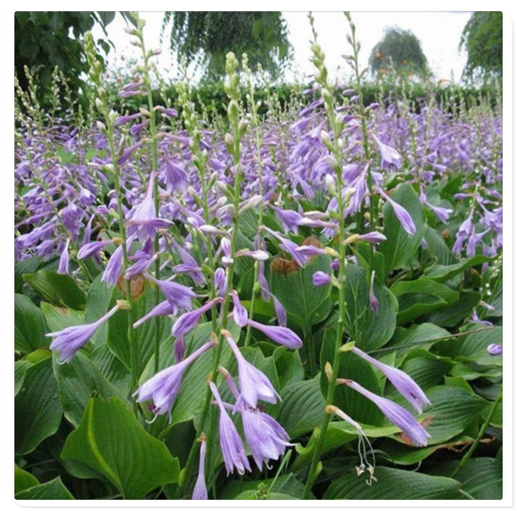 Hostas Bulbs for Planting UK Strong Plants That Grow Well Golden Jade Carving Feels Beautiful Now Mixed Garden Crop for Planting Now Greening Flower Cut Flowers Flowering Rhizome-10Bulbs-greenF