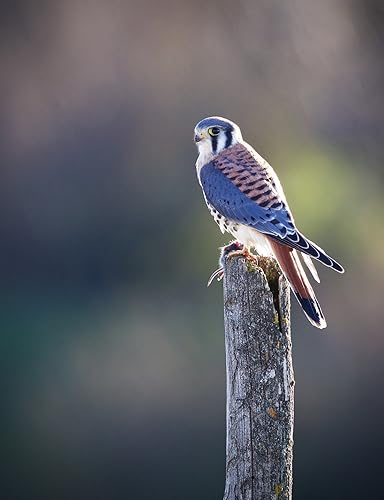 Miniatura 26 de ​Lente Sigma 150-600mm F5-6.3 DG OS HSM ( C )