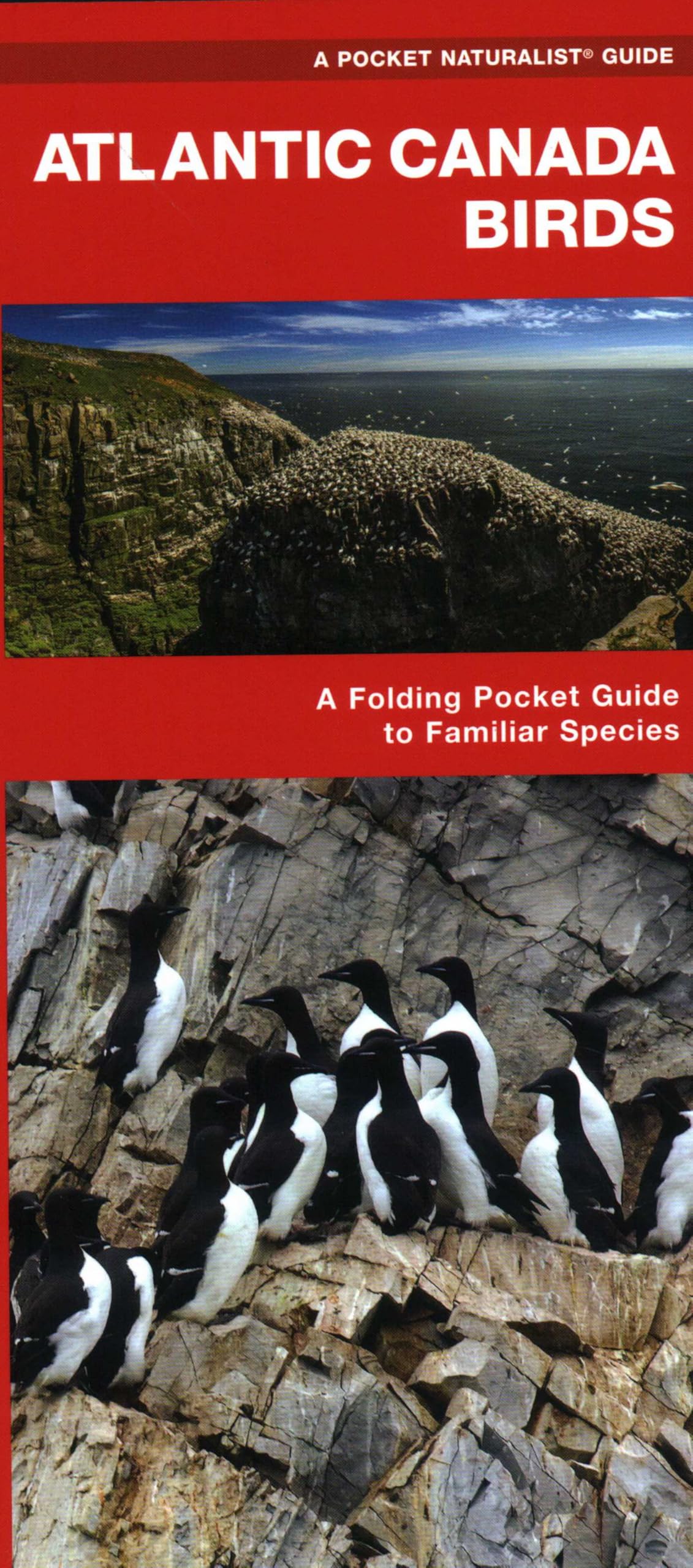 Atlantic Canada Birds: A Folding Pocket Guide to Familiar Species (Pocket Naturalist Guide) (Nature Observation North America)