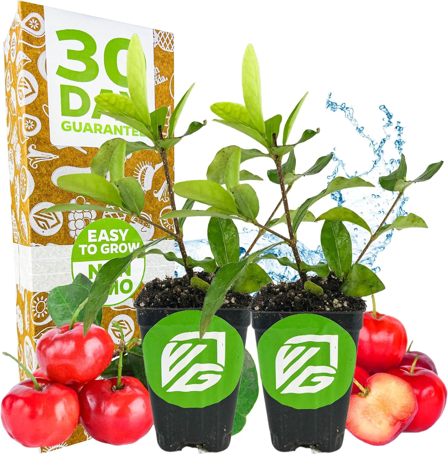 Barbados Cherry Live Plant (Acerola/Wild Crapemyrtle) - Malpighia emarginata - Wellspring Gardens Starter Plant - Healthy Live Plant - Compact Size Fresh Fruit, Ideal for Gardens (2-Pack)