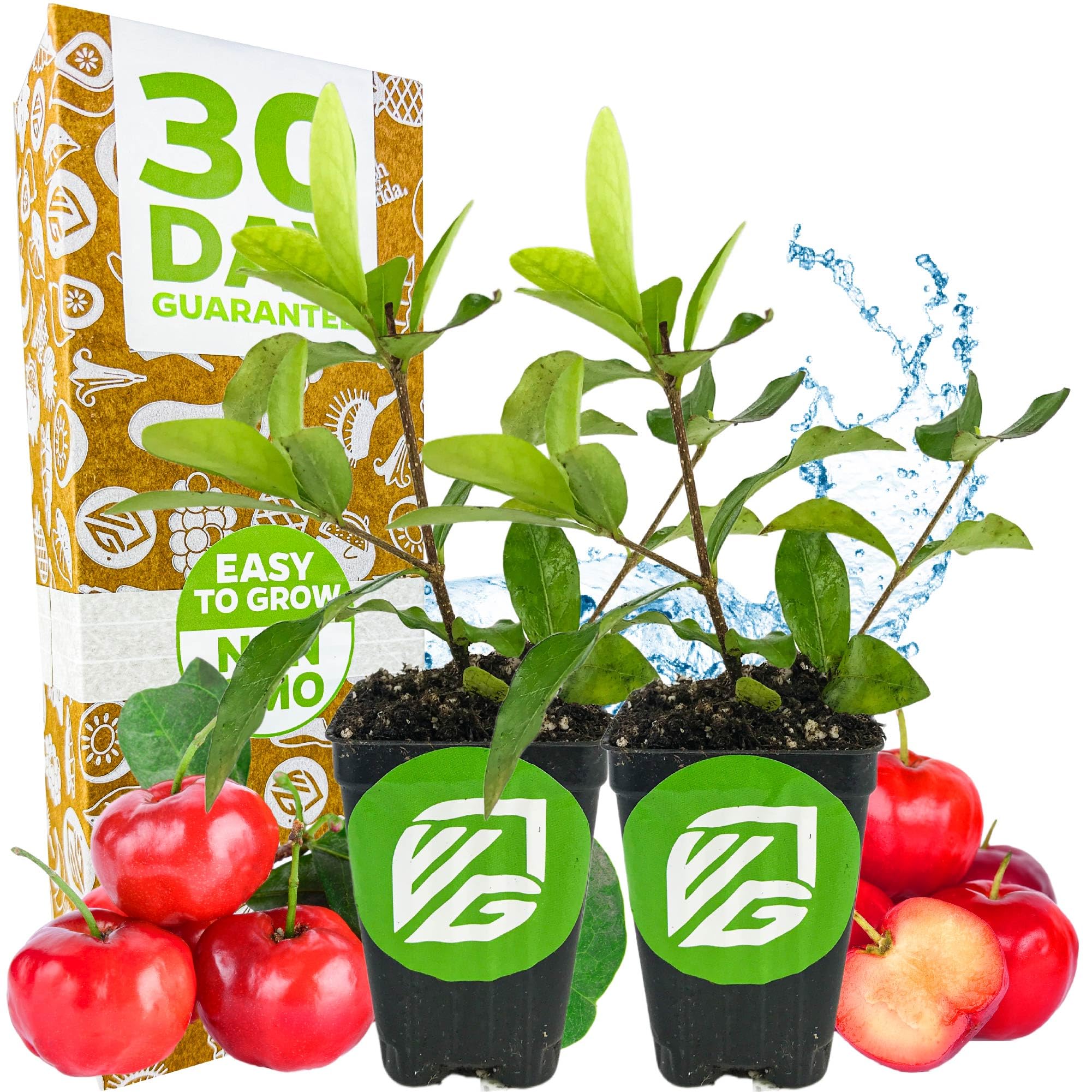 Barbados Cherry Live Plant Wellspring Gardens
