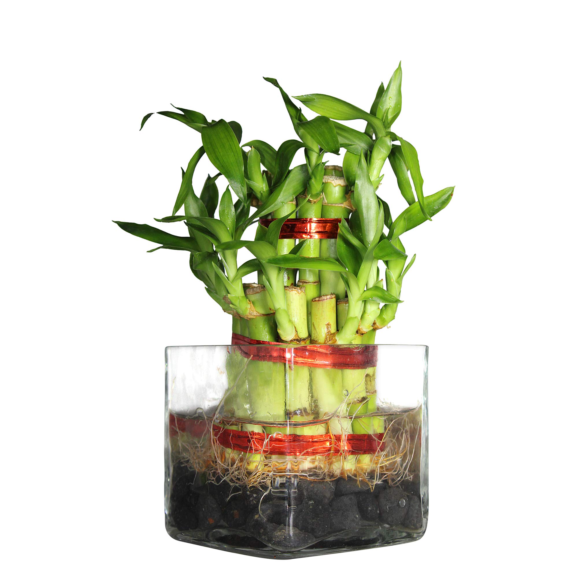 See full amazon price history chart for Green Fills 2 Layer Lucky Bamboo Plant in Square Glass with Black Stones Green Fills 2 Layer Lucky Bamboo Plant in Square Glass with Black Stones (B08XVZZNSN) Amazon Price History, Amazon Price Tracker