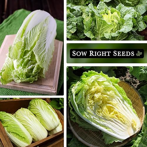Miniatura 4 de Sow Right Seeds - Semilla de repollo Michihili Napa para plantar - Paquete de reliquia sin OMG con instrucciones para plantar un huerto doméstico al