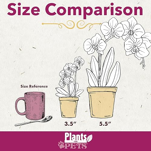 Miniatura 6 de Novedosa planta de orquídea viva de Phalaenopsis de 12 a 16 pulgadas y maceta de orquídea blanca, regalo de plantas vivas, orquídeas frescas,