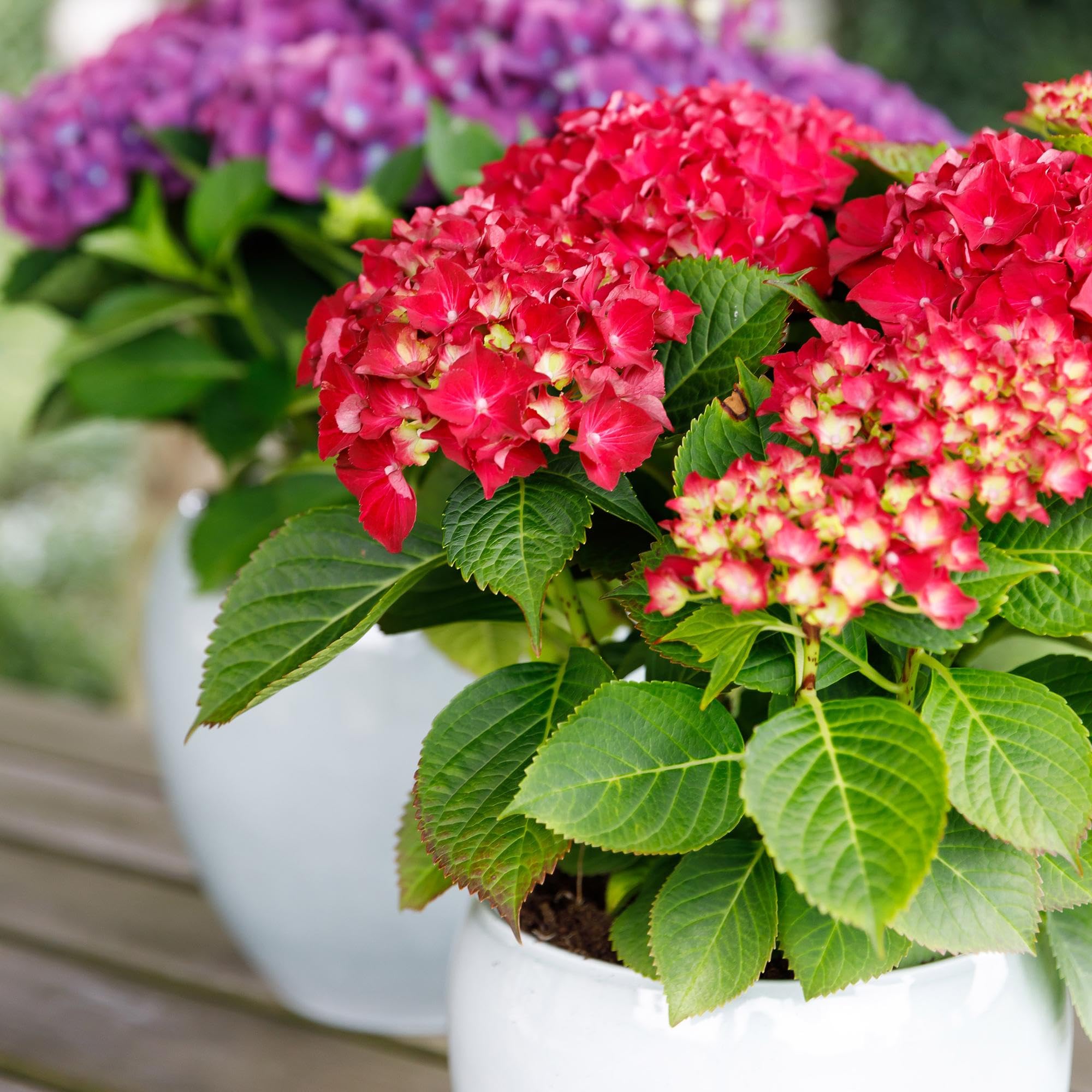 Green boutiQ - Balkonpflanze - Hortensie - Hydrangea Forever & Ever - Rot - 7-12 Blüten - 2 Pflanzen - Topf 23cm Höhe 55cm