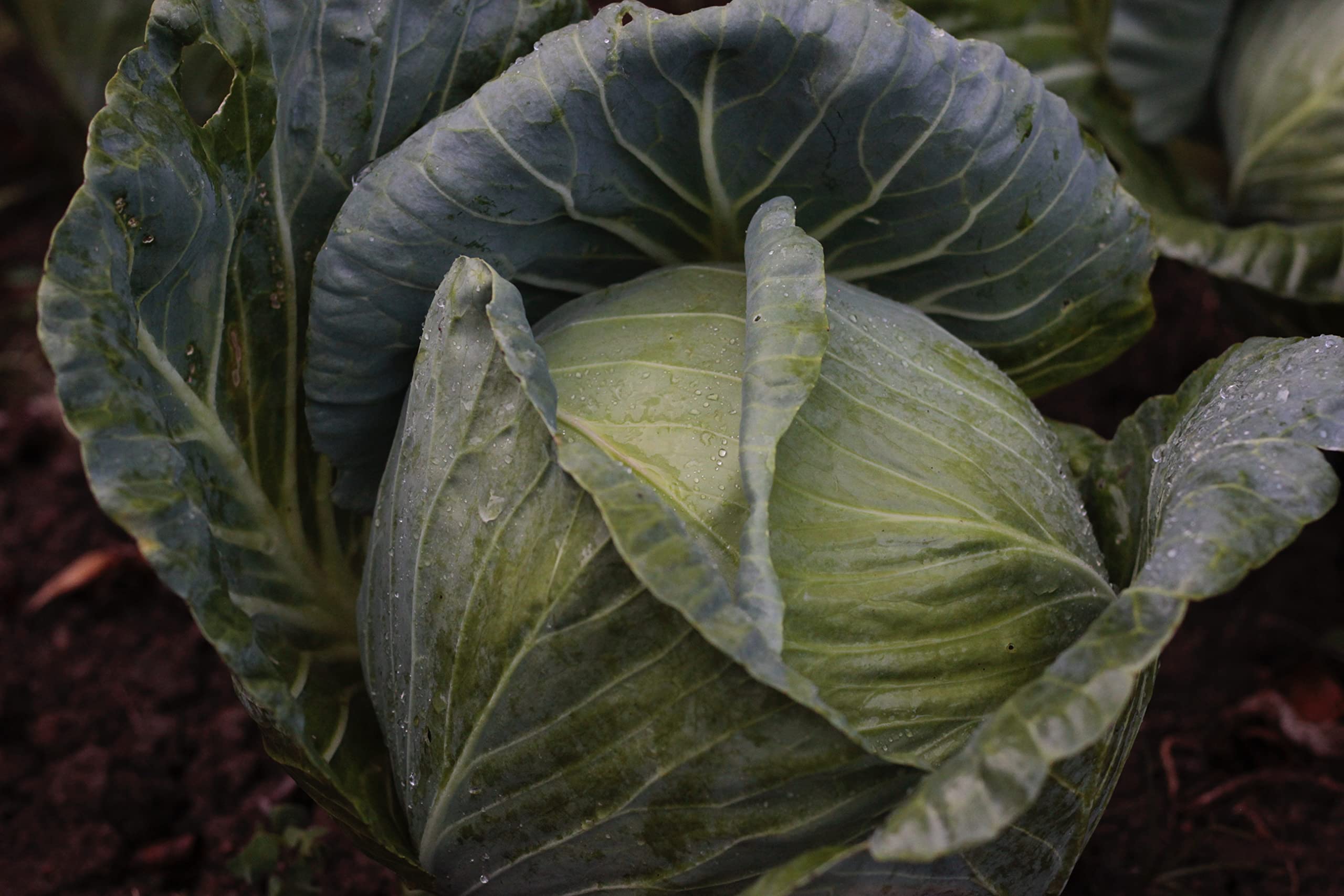 White Cabbage Plug Plants - Grow Your Own from Our Premium Quality Plants (50)